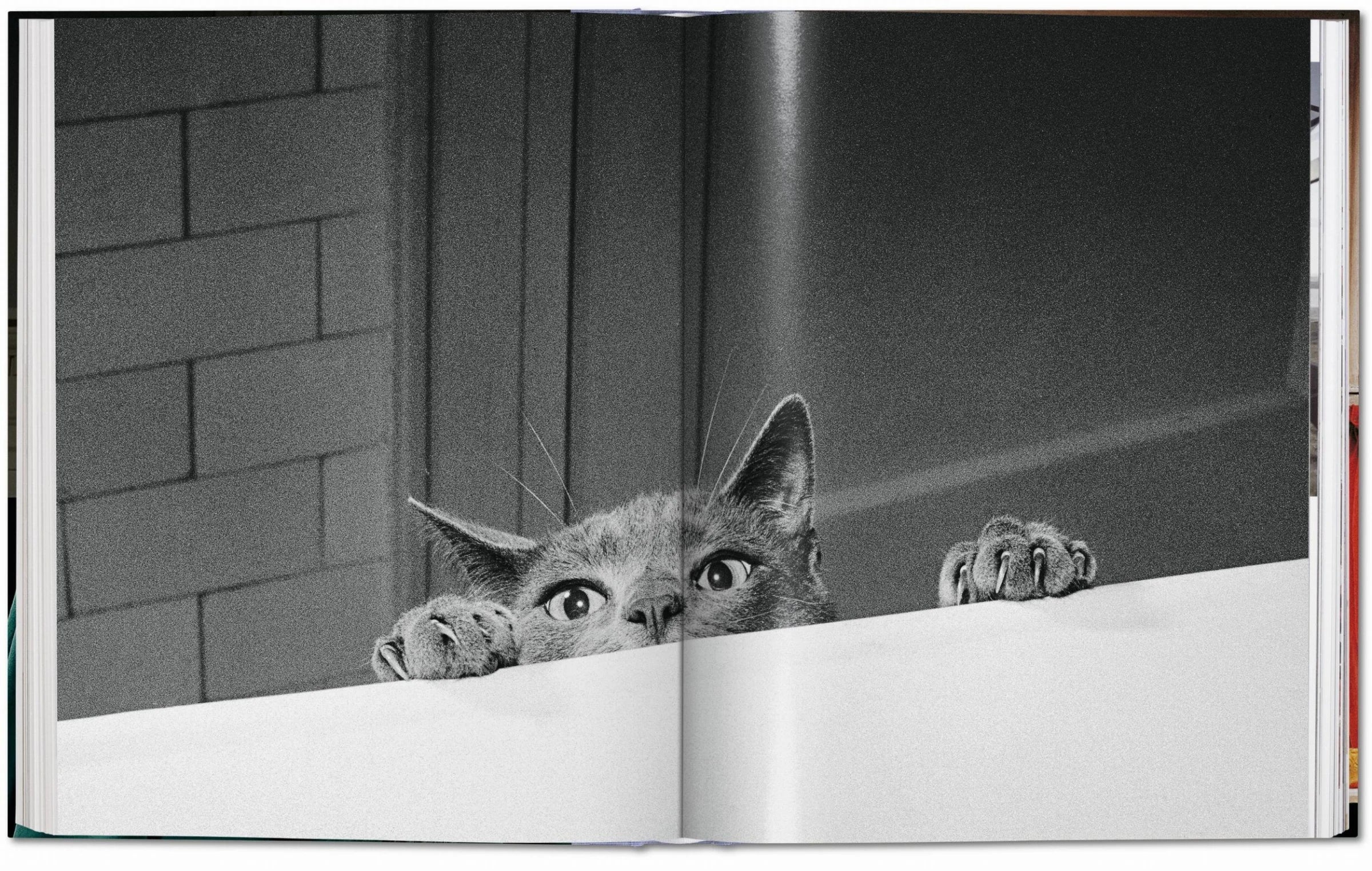 Walter Chandoha. Cats. Photographs 1942–2018