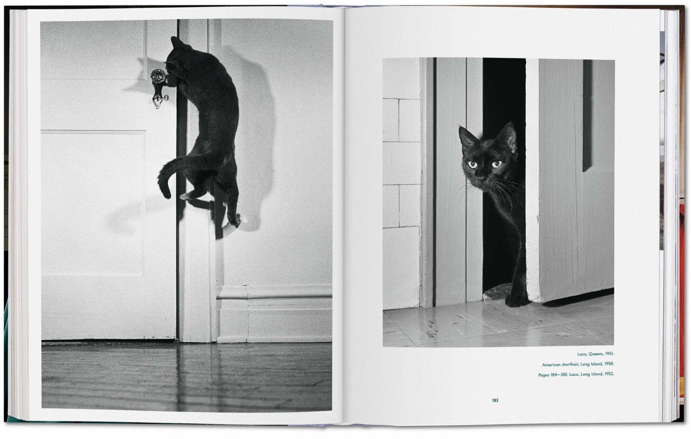 Walter Chandoha. Cats. Photographs 1942–2018