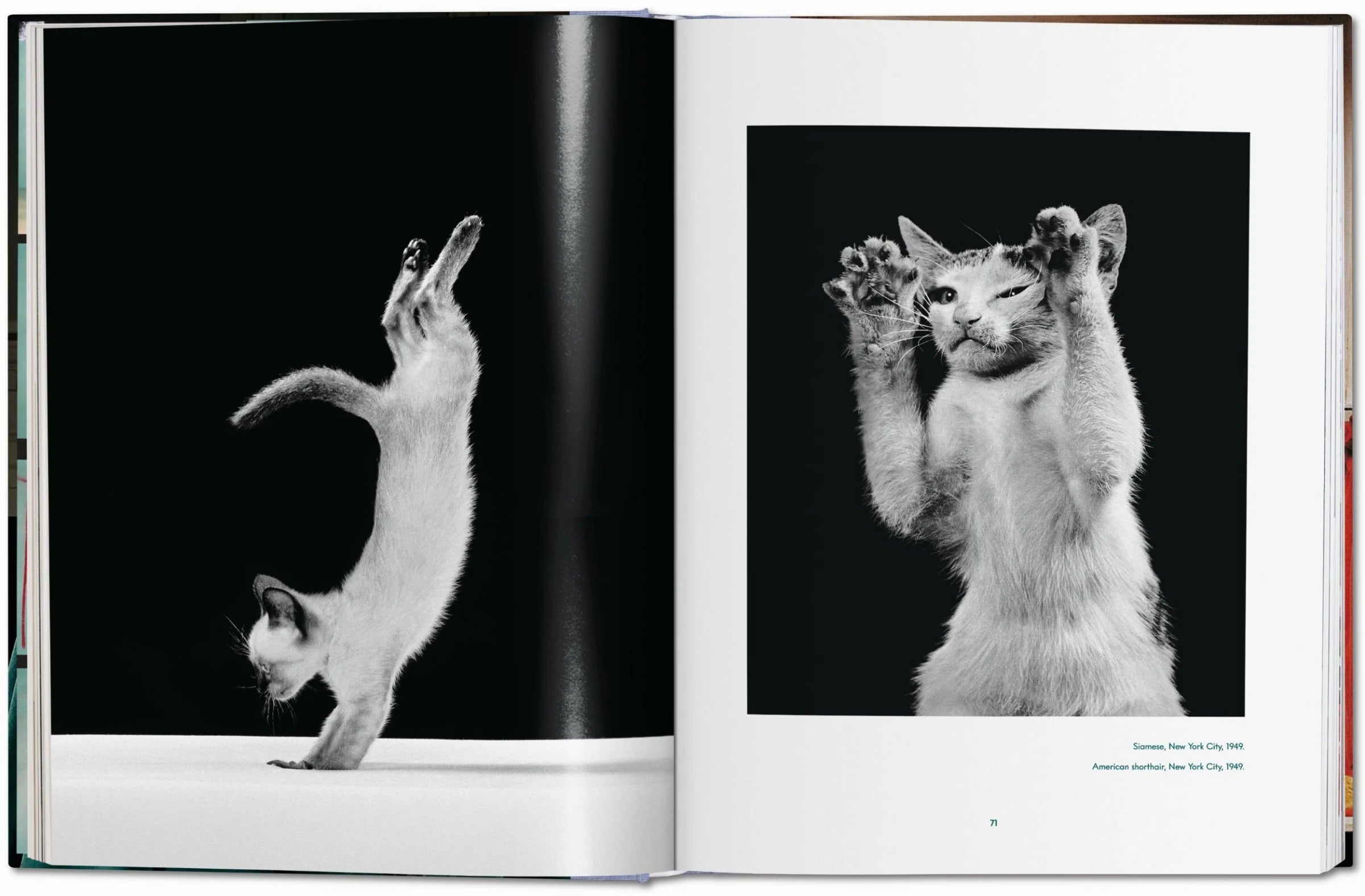 Walter Chandoha. Cats. Photographs 1942–2018