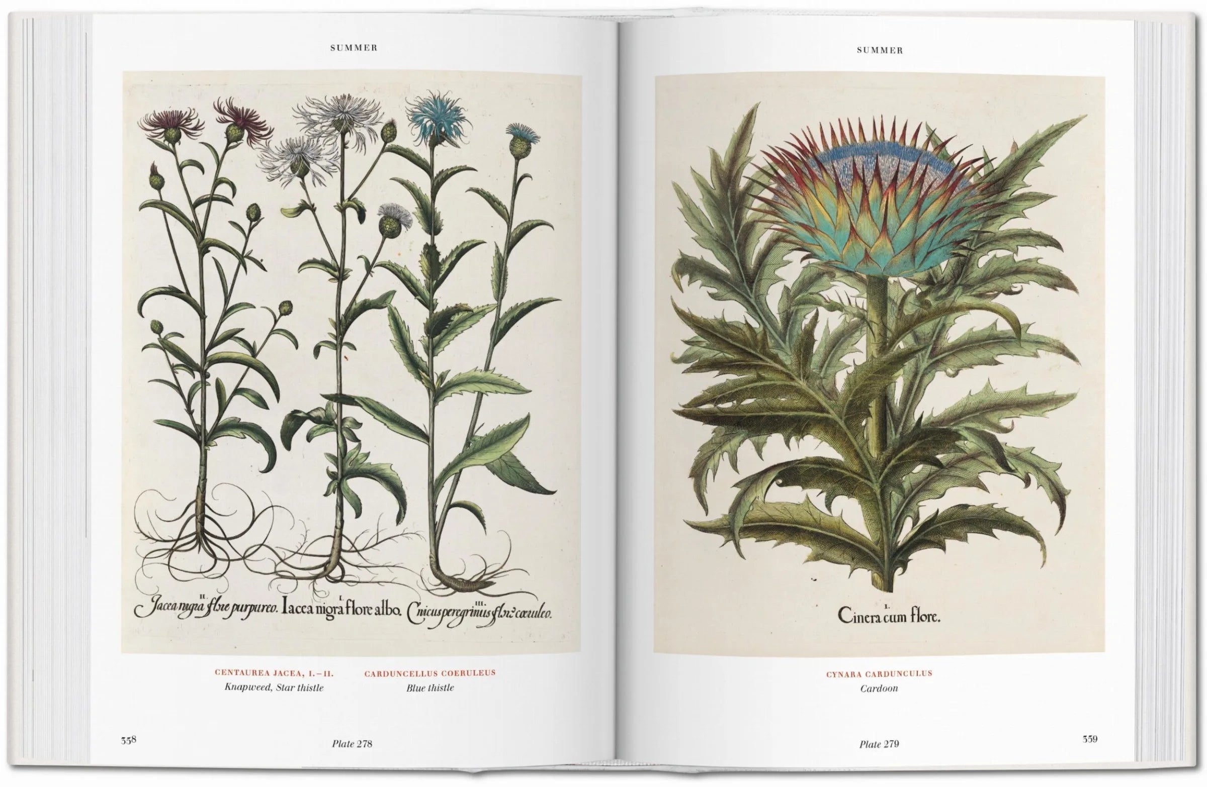 Basilius Besler. Florilegium. The Book of Plants