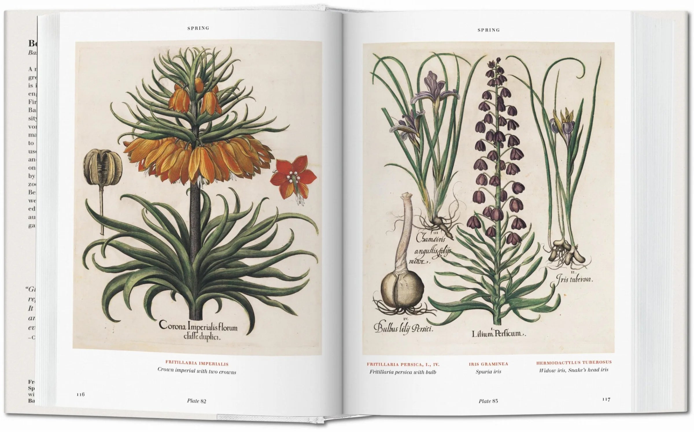 Basilius Besler. Florilegium. The Book of Plants