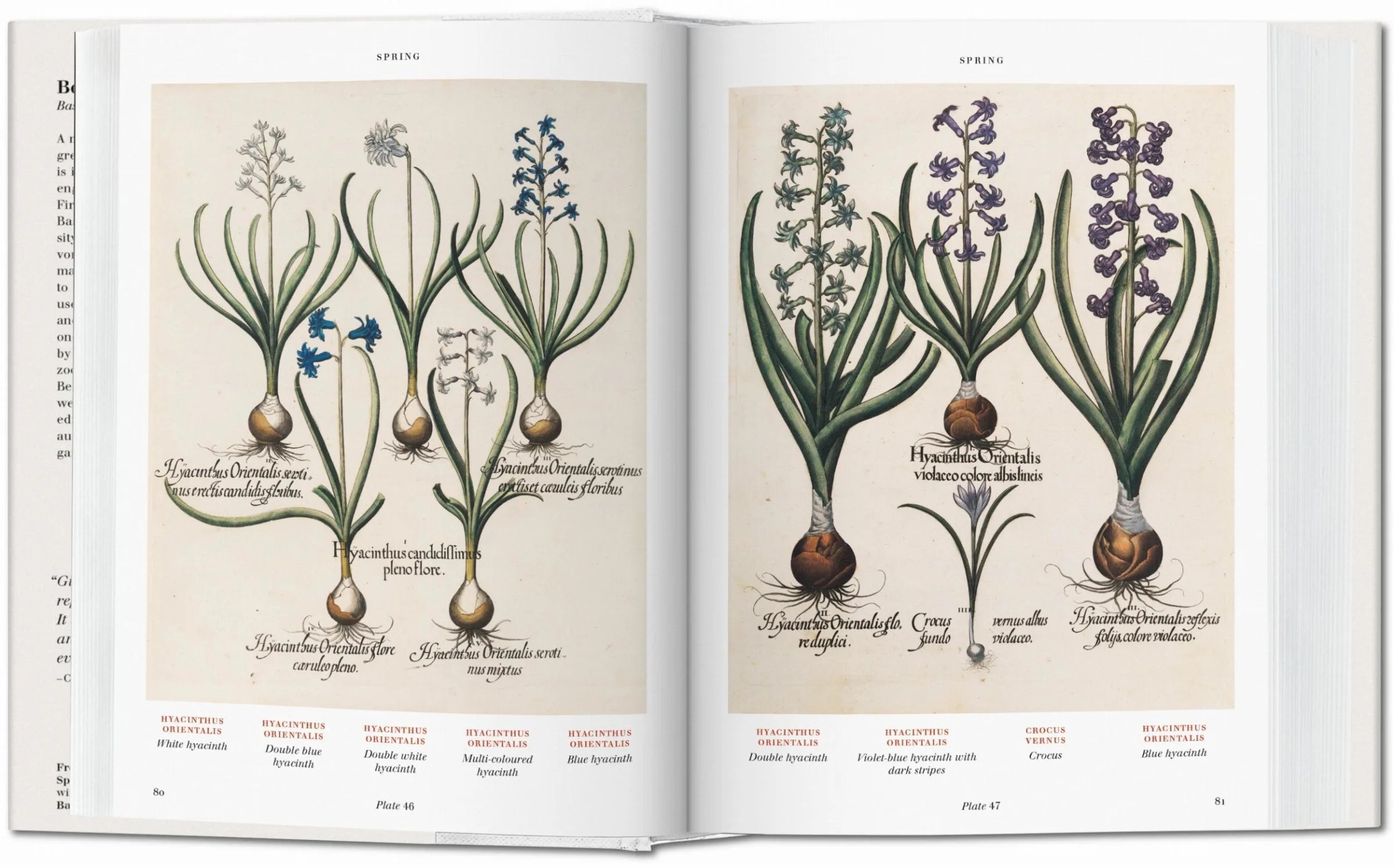 Basilius Besler. Florilegium. The Book of Plants
