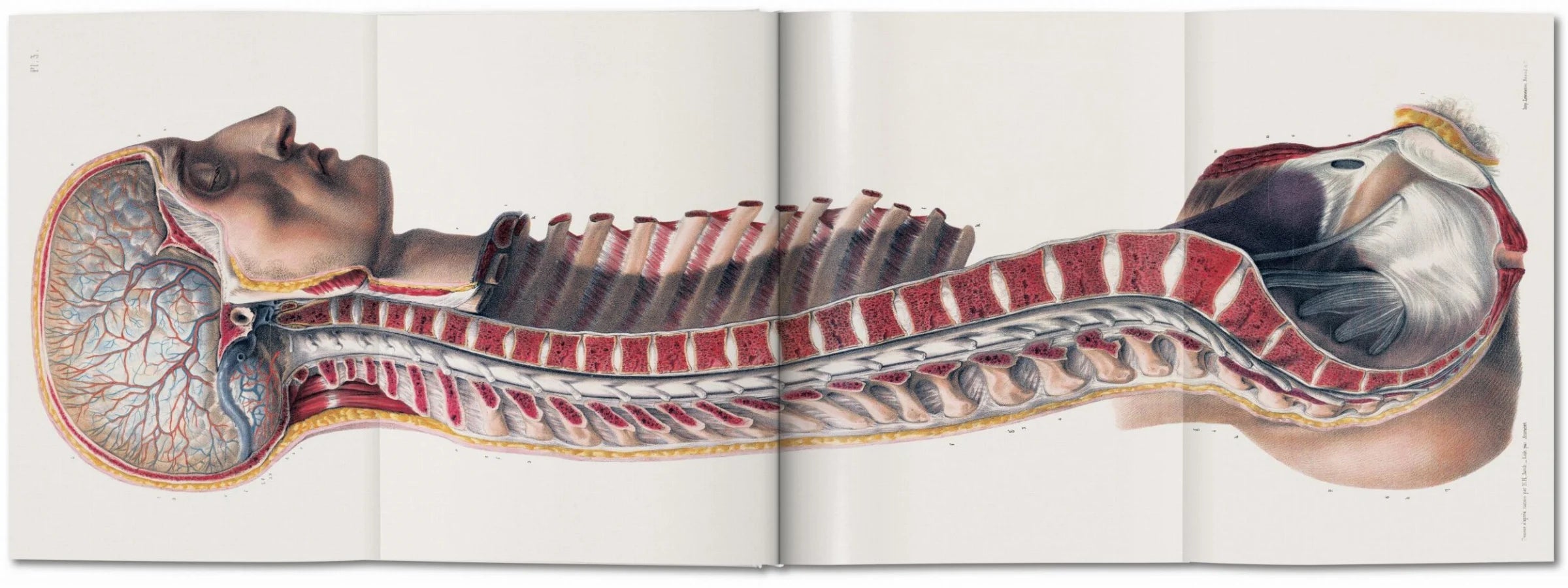 Bourgery. Atlas of Human Anatomy and Surgery