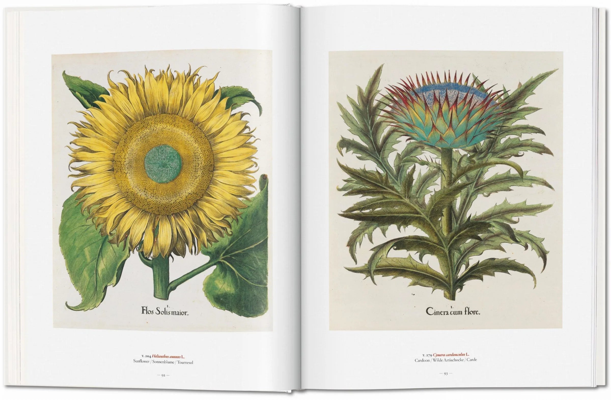 A Garden Eden. Masterpieces of Botanical Illustration